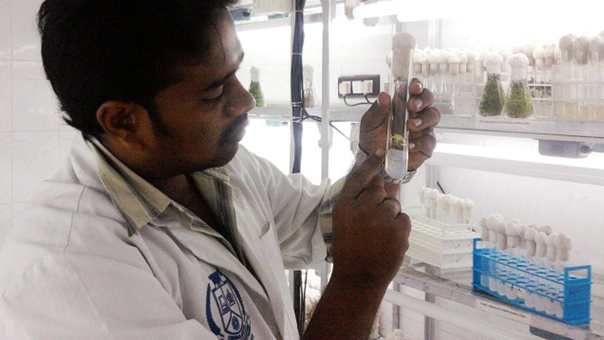 India’s Breakthrough in Cancer Treatment